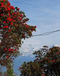 https://himalayanrandonner.com/